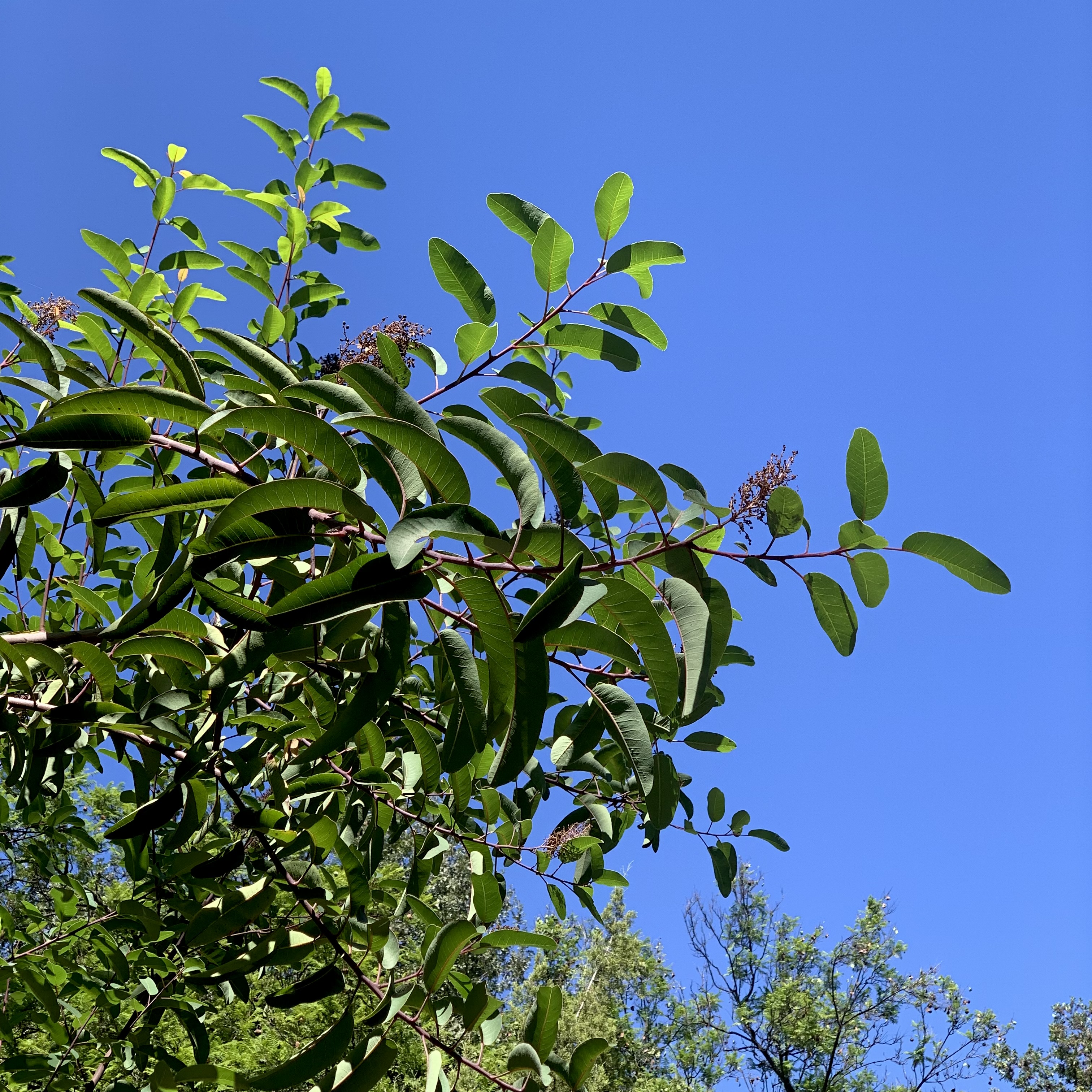 Laurel sumac